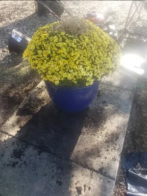 D's Landscaping Logo