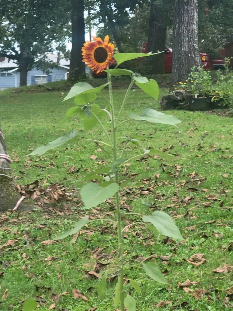 Local outdoor landscaping near you across Middle Valley, TN - D&S Landscaping