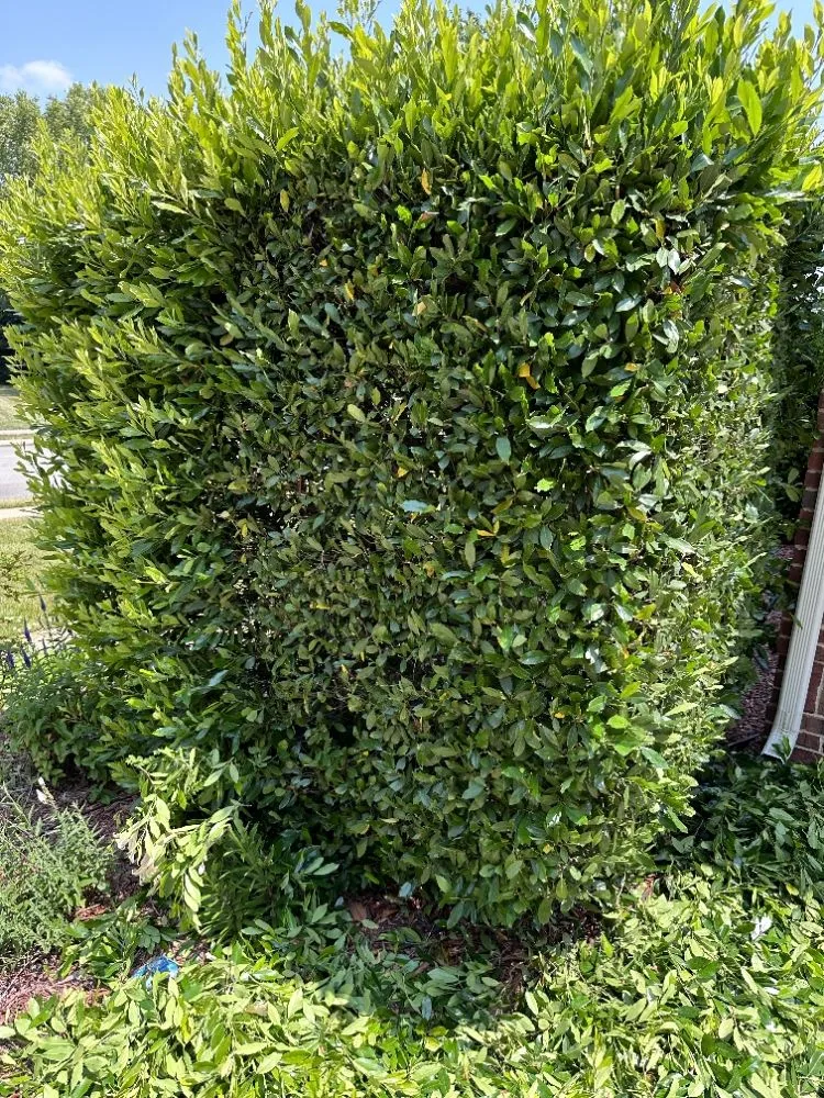 Trusted residential landscaping in Middle Valley, TN by D&S Landscaping