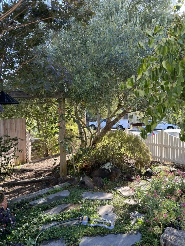 Custom lawn mowing service for year-round maintenance in Santa Rosa, CA by DS Landscaping