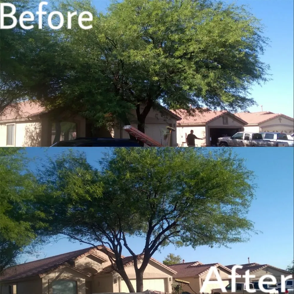 Custom yard maintenance for homes across Tucson, AZ - DS Landscaping