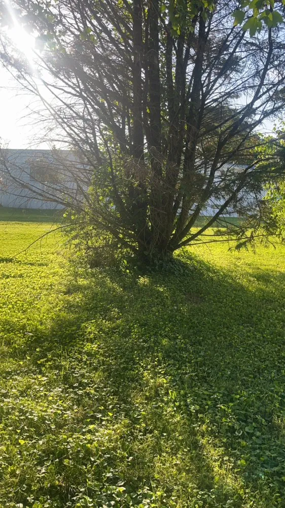 Expert landscape design in Smithville, TN by D&S Lawn Care Maintenance