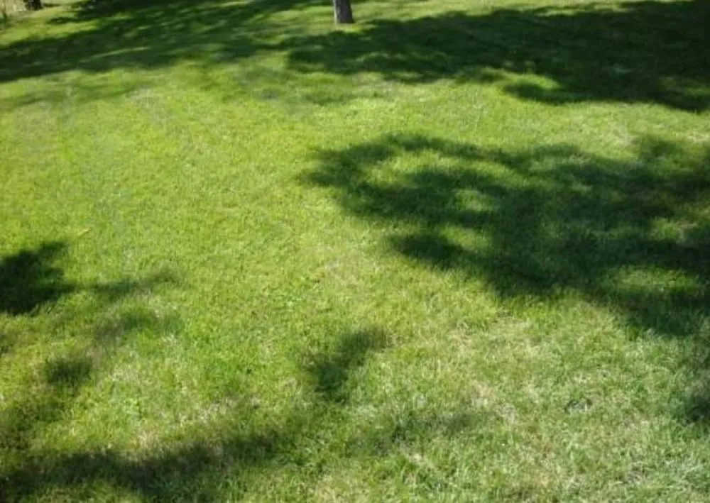 Reliable yard cleanup service in Kansas City, MO - D's Lawncare
