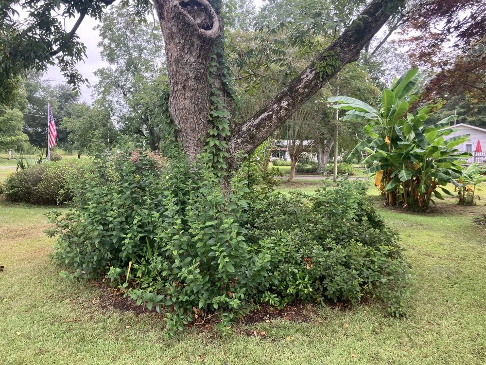 Local lawn mowing service for year-round maintenance across Saint Stephen, SC - DS Pressure Washing Company