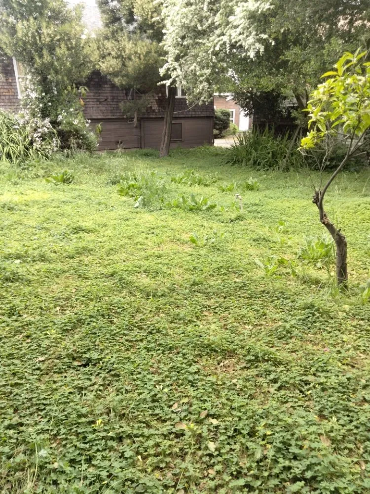 Reliable yard cleanup service for outdoor upgrades across Vallejo, CA - D's Professional landscaping service