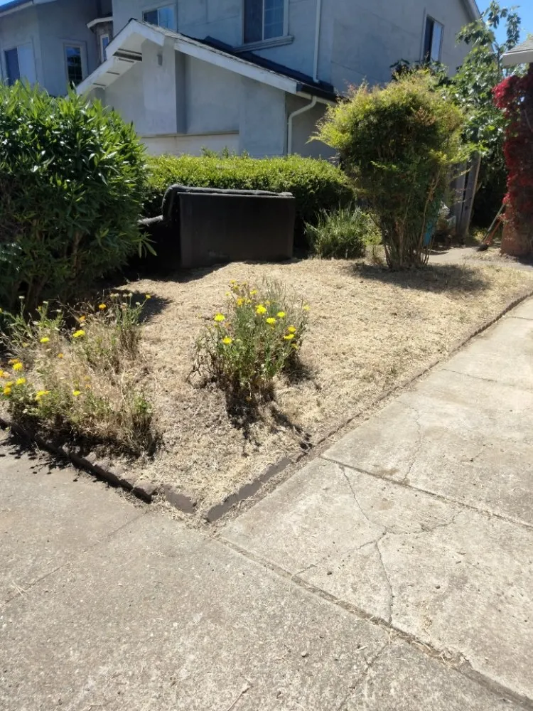Local outdoor landscaping with custom design in Vallejo, CA by D's Professional landscaping service