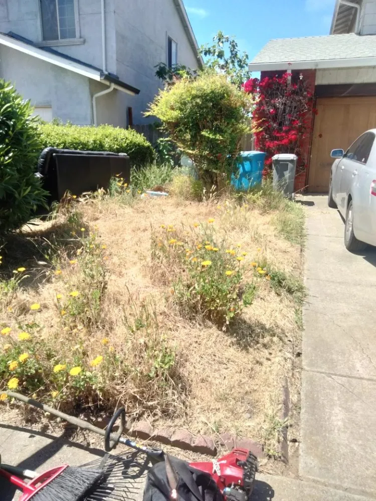 Expert yard maintenance for homes across Vallejo, CA - D's Professional landscaping service