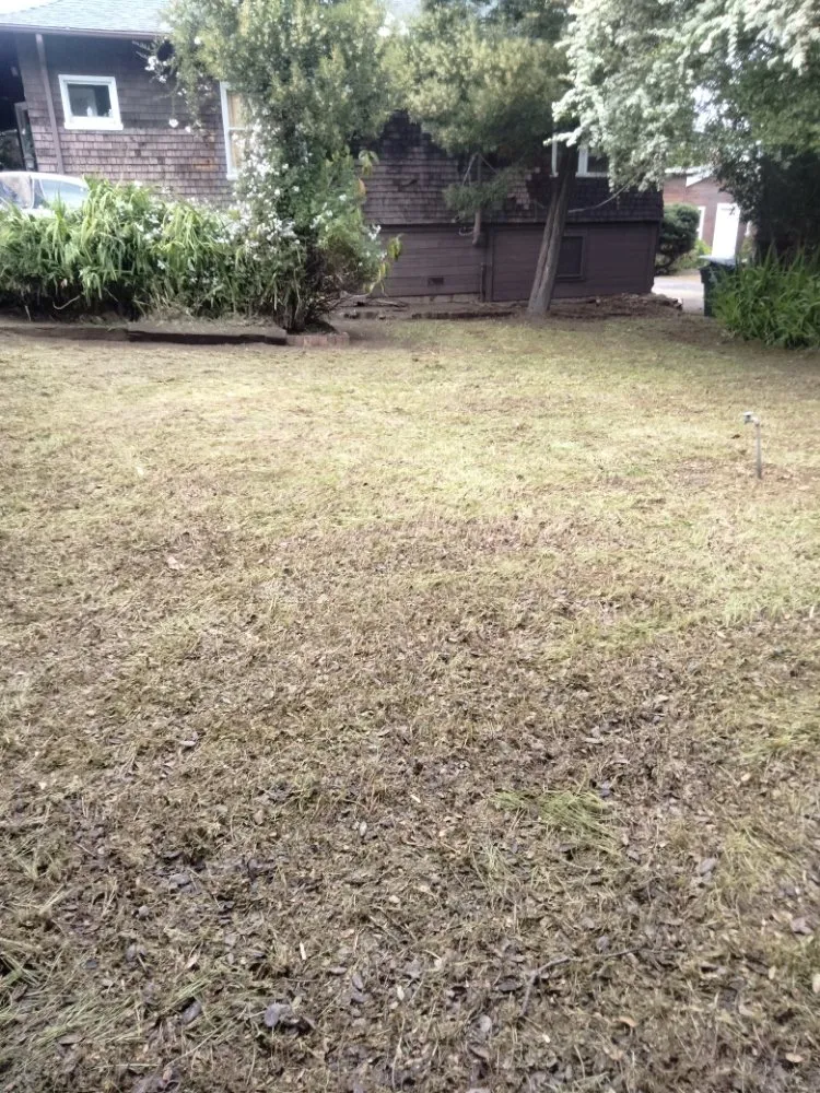 Custom landscaping services in Vallejo, CA by D's Professional landscaping service