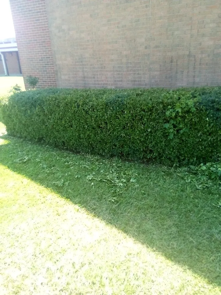 Professional lawn care service in Greenville, NC by Ds Top Tier Cleaning & Handy Services