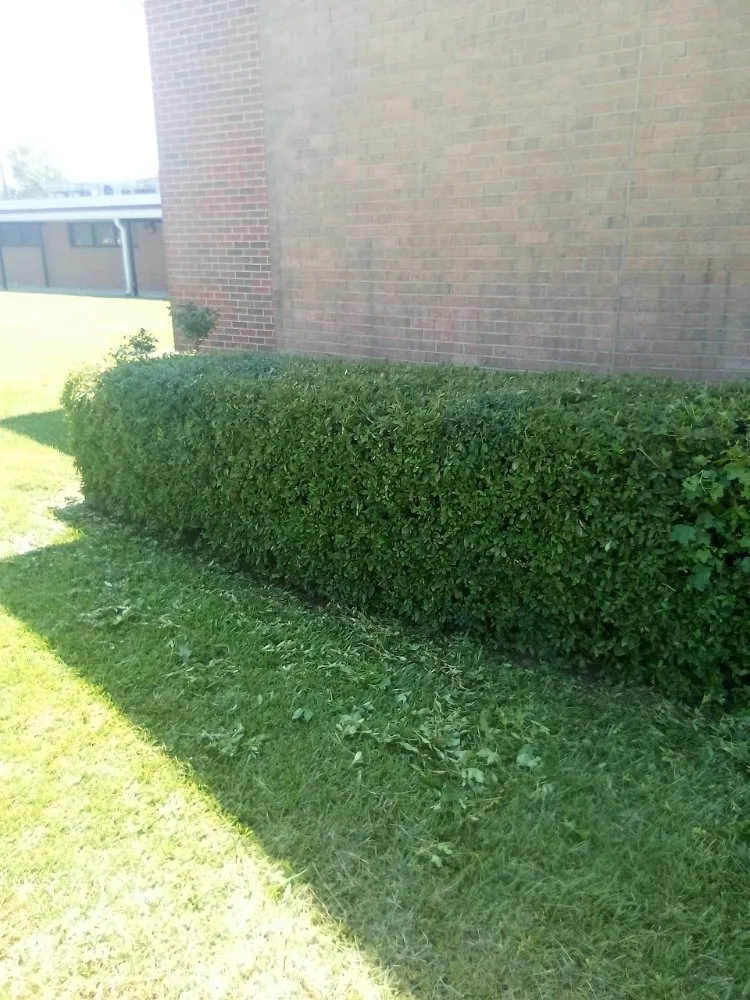 Expert yard maintenance experts serving Greenville, NC - Ds Top Tier Cleaning & Handy Services