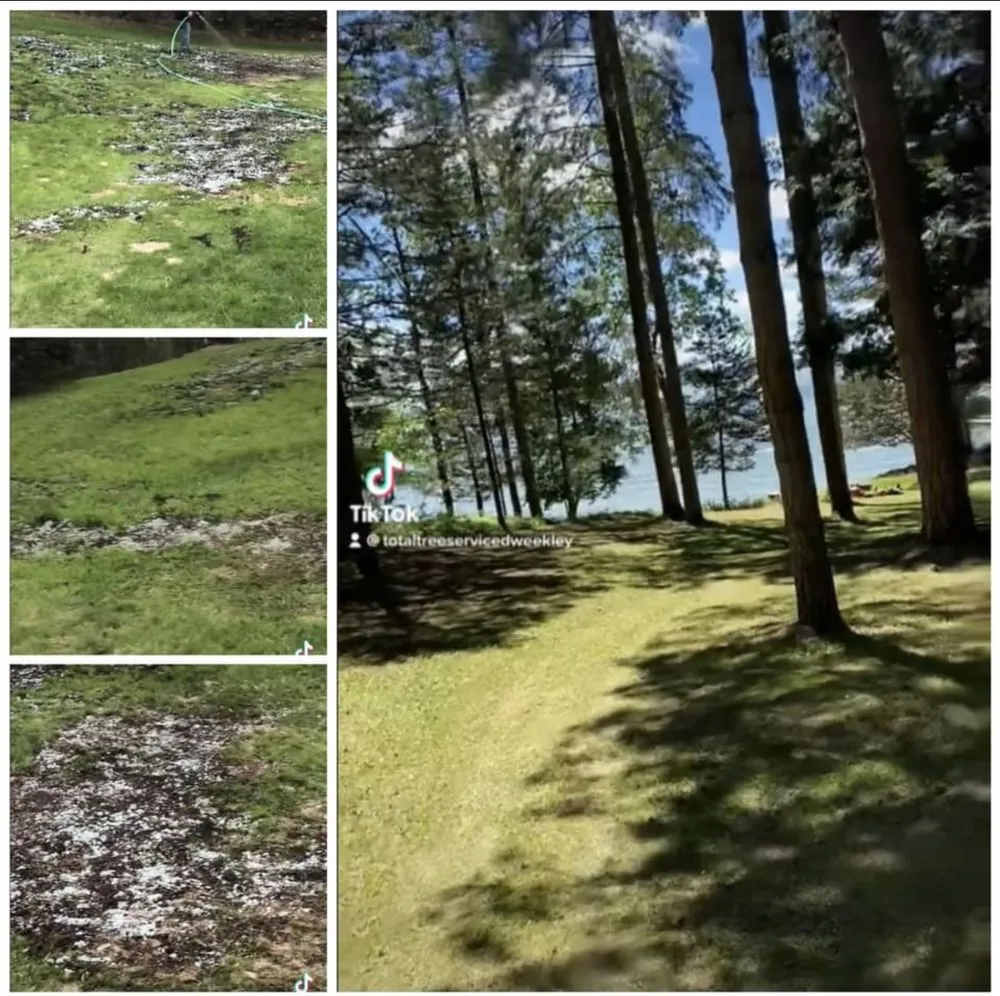 Affordable yard cleanup service in Park Rapids, MN - D’s Total Tree Service