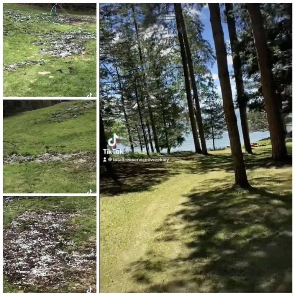 Affordable yard cleanup service in Park Rapids, MN by D’s Total Tree Service