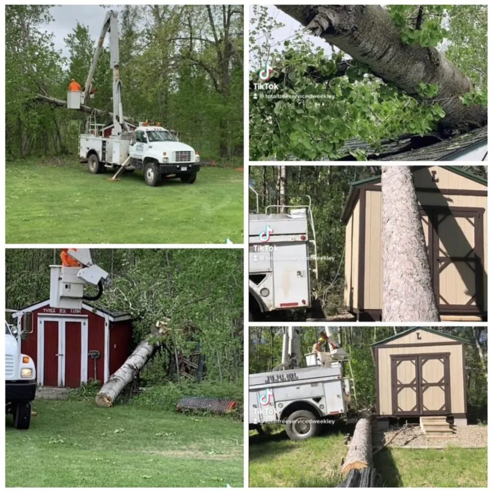 Top-rated residential landscaping in Park Rapids, MN by D’s Total Tree Service