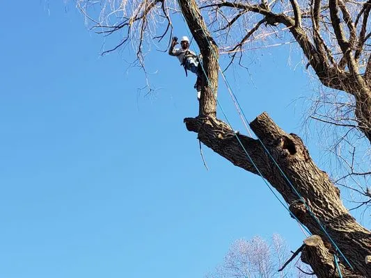 D’s Total Tree Service