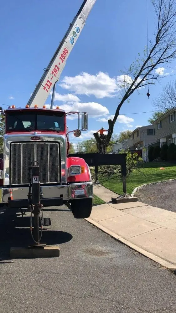 Custom landscaping services for year-round maintenance across Morganville, NJ - D&S Tree Service