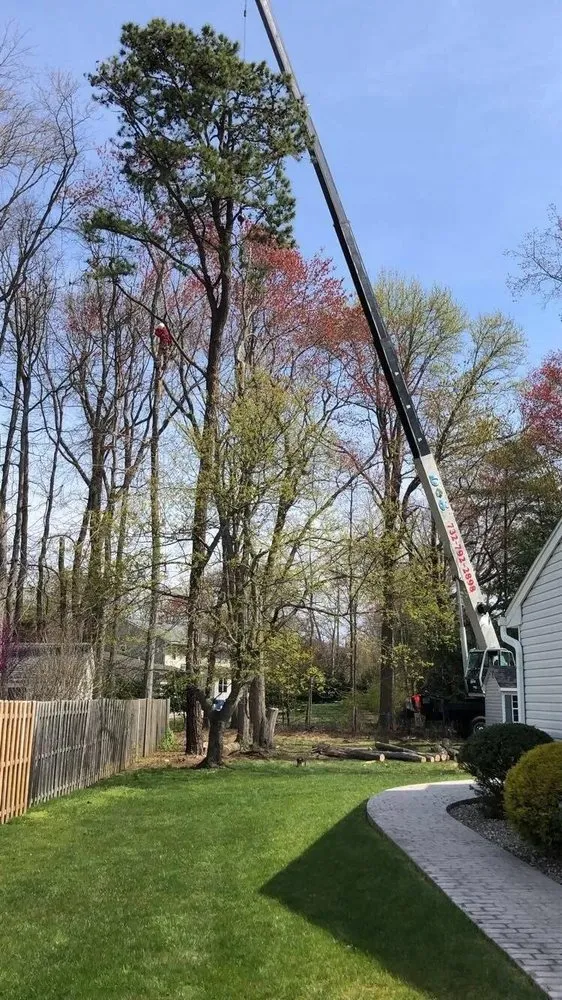 Affordable residential landscaping for residential properties across Morganville, NJ - D&S Tree Service