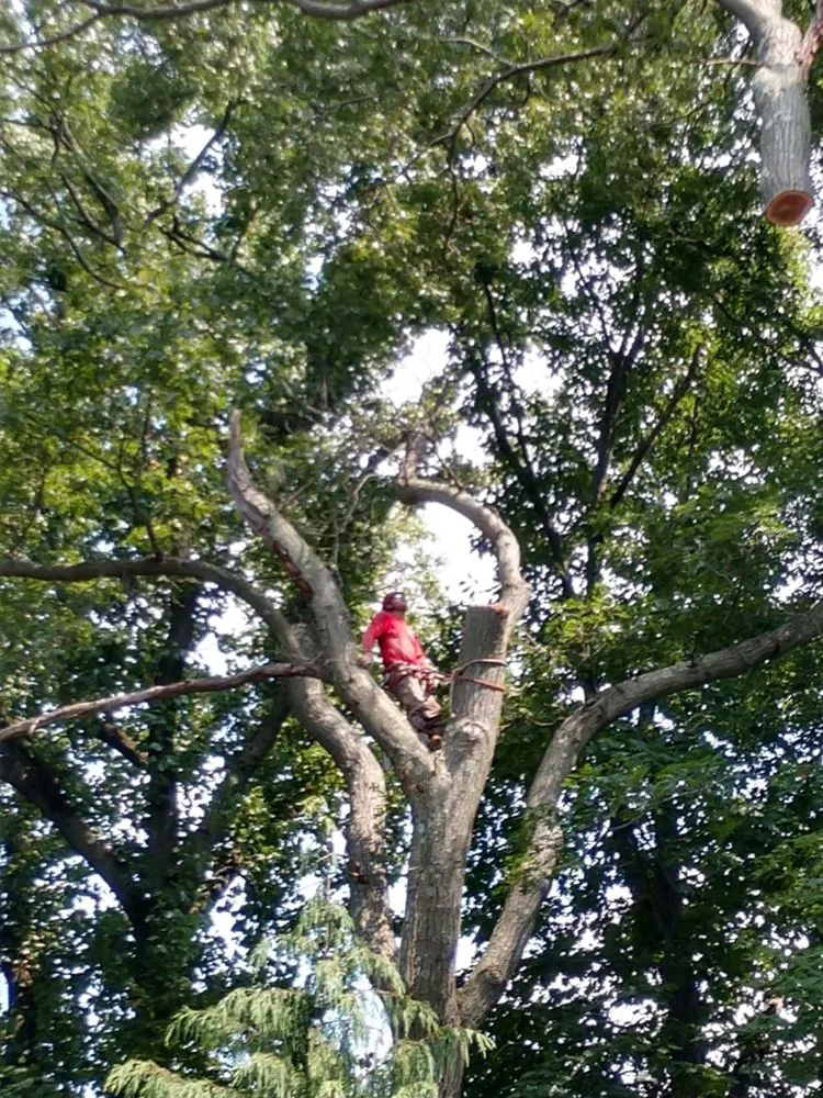 Custom lawn care service for beautiful yards across Morganville, NJ - D&S Tree Service