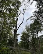Expert lawn care service experts serving Ruby, NY - D's Trees