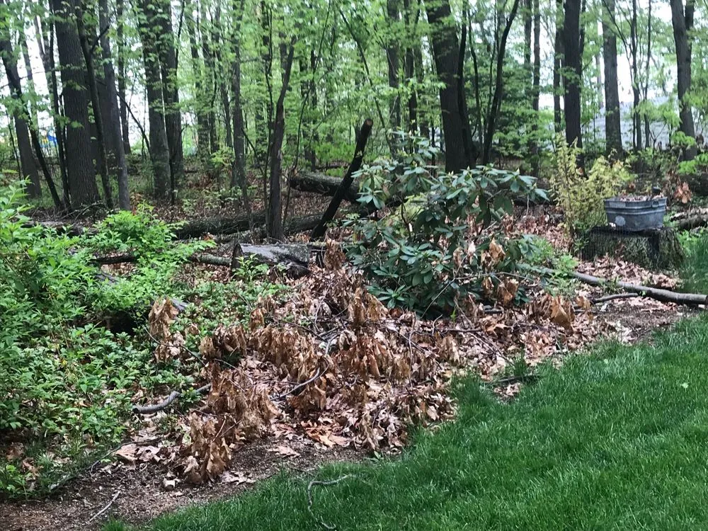 Top-rated lawn care service in Bolton, CT by D&S Yardworks