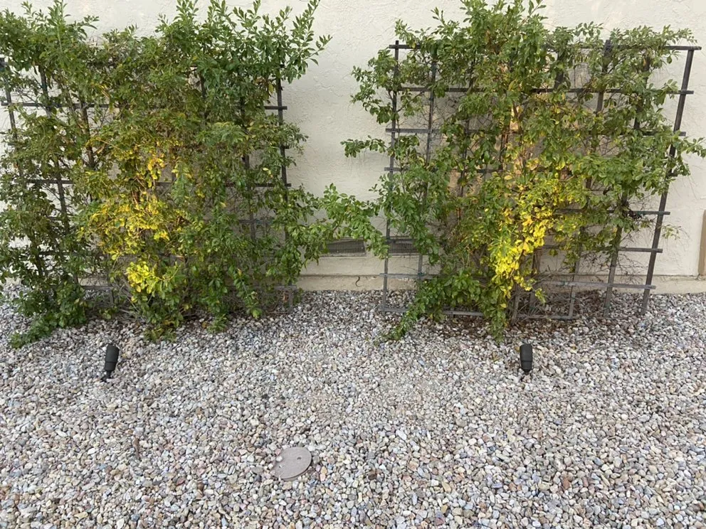 Top-rated landscaping services experts serving San Diego, CA - DSA Landscape