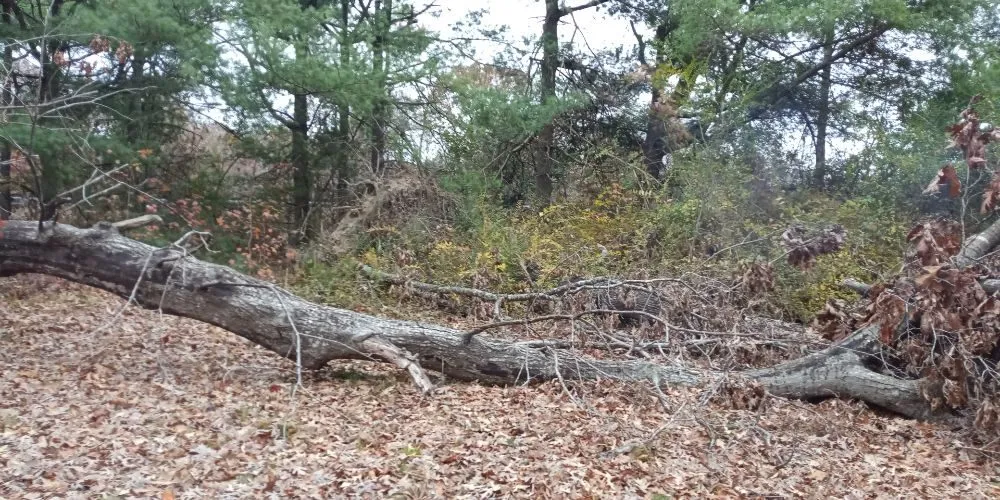 Expert landscape installation experts serving Chesterfield, VA - DSGB Construction