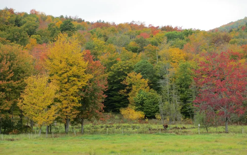 Trusted residential landscaping in Concord, NH by DSI Landscaping