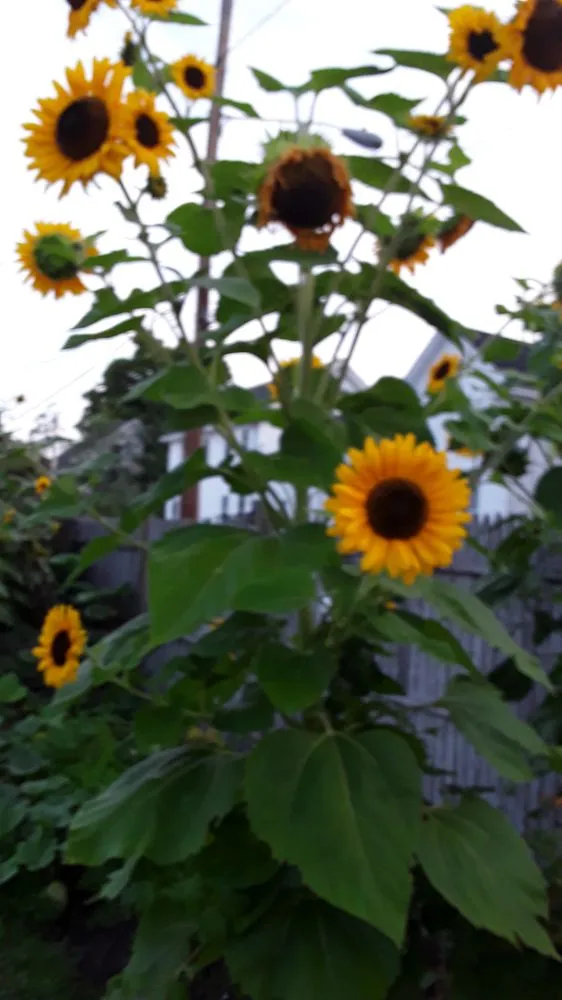 Local landscape installation in Concord, NH - DSI Landscaping