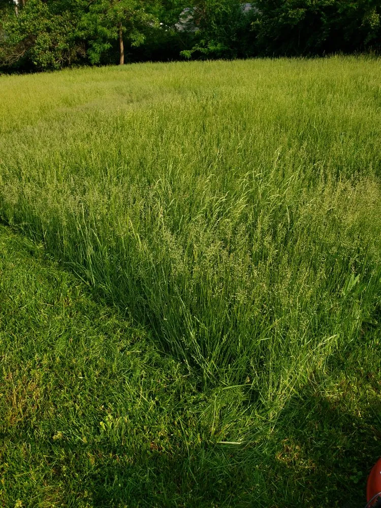 Affordable landscaping services in Hazelwood, MO by DSK Lawn Care