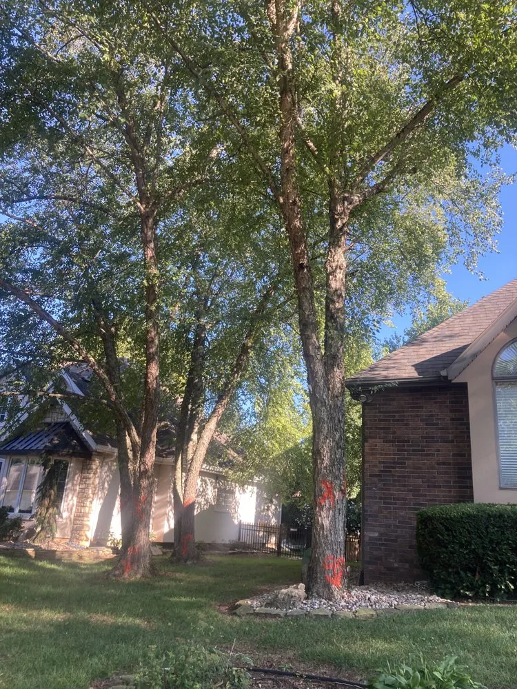 Top-rated outdoor landscaping for outdoor upgrades in Springfield, MO by Dsm tree service and landscape