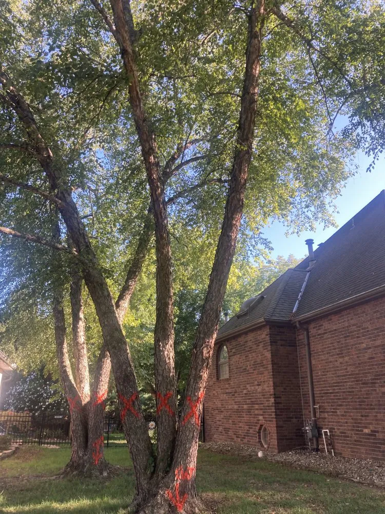 Professional landscape installation in Springfield, MO by Dsm tree service and landscape