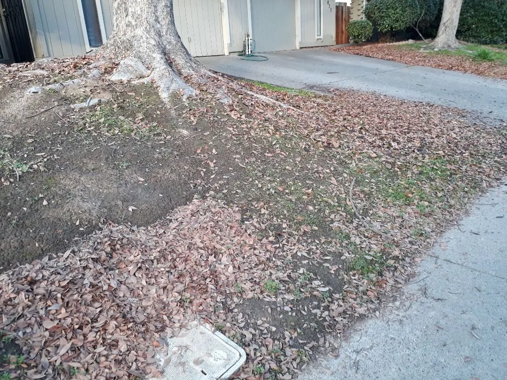 Top-rated landscape design in Sacramento, CA by DST Landscaping and Maintenance Services