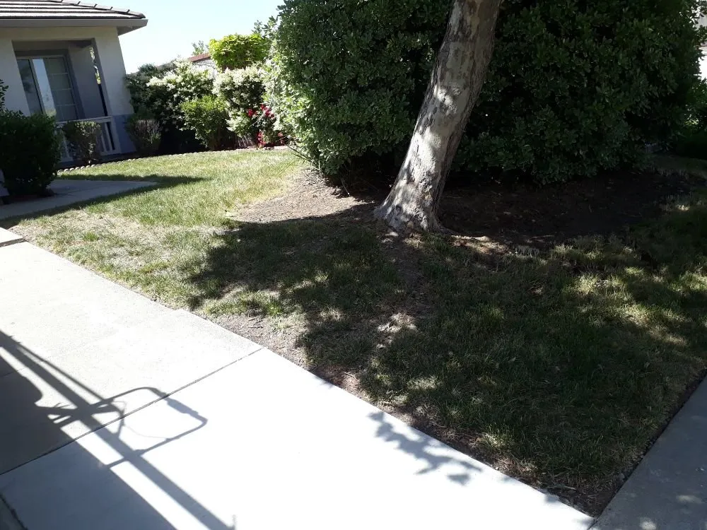 Professional yard maintenance for residential properties in Sacramento, CA by DST Landscaping and Maintenance Services
