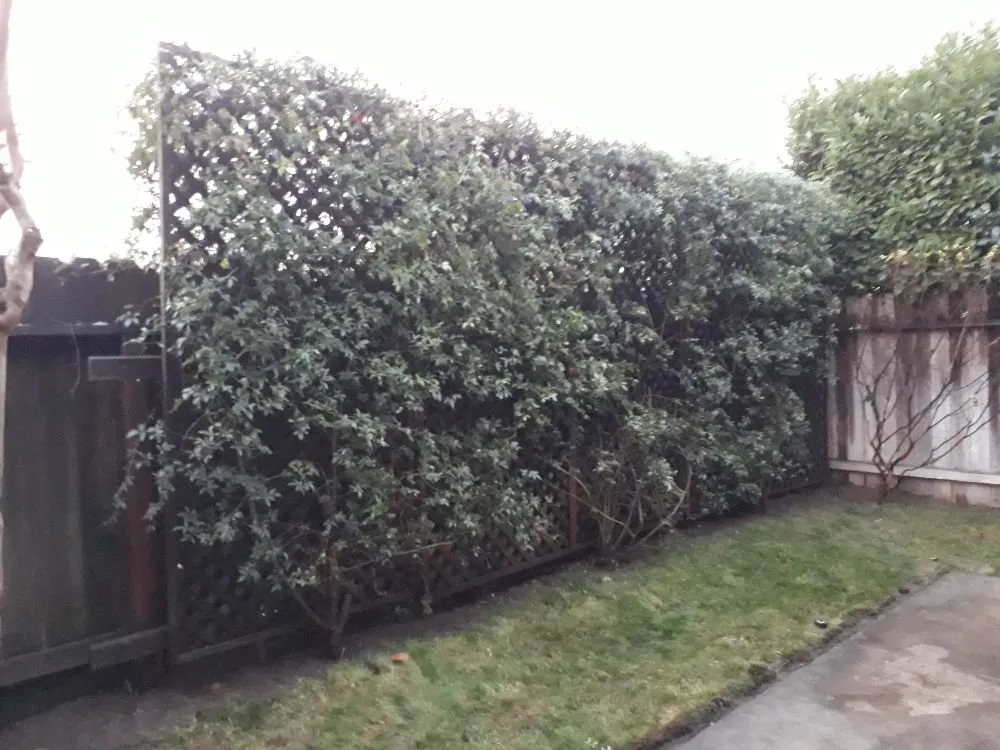 Reliable residential landscaping for year-round maintenance across Sacramento, CA - DST Landscaping and Maintenance Services