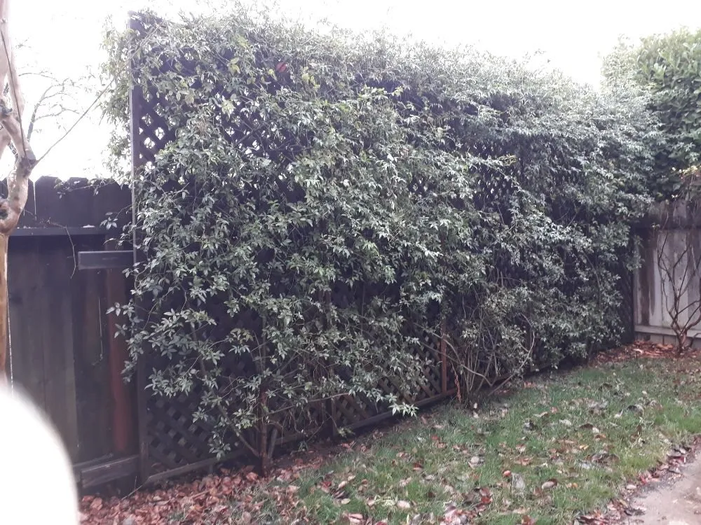 Professional yard maintenance in Sacramento, CA - DST Landscaping and Maintenance Services