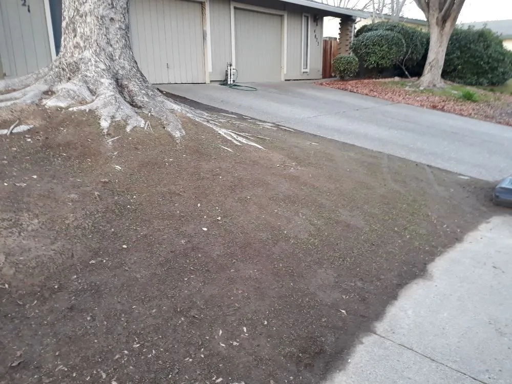 Expert landscape installation for beautiful yards across Sacramento, CA - DST Landscaping and Maintenance Services