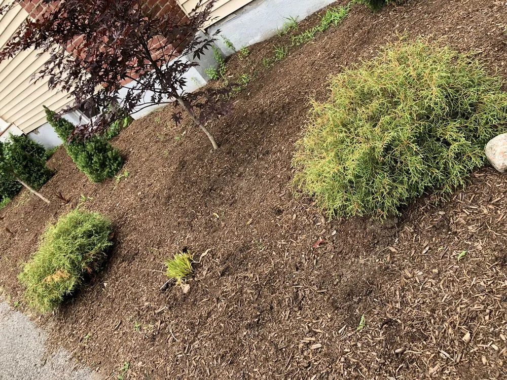 Affordable landscape installation in Walpole, MA by DT Landscape