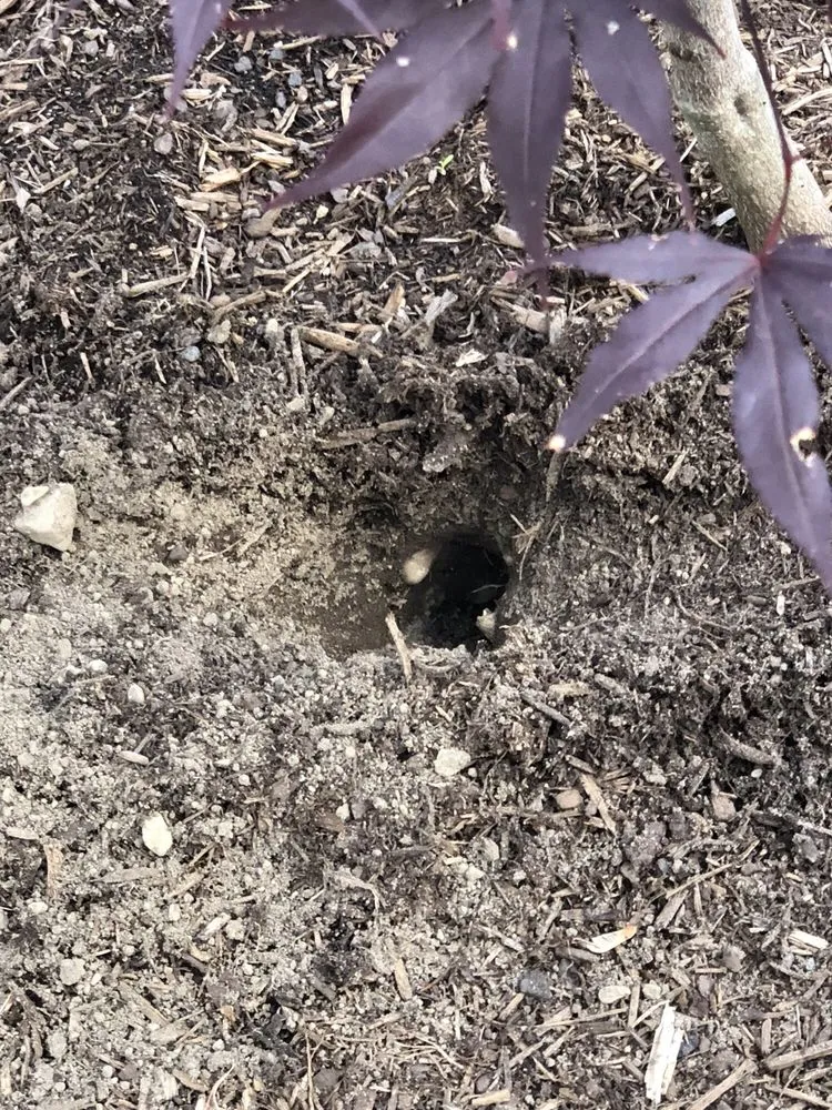 Reliable garden landscaping experts serving Walpole, MA - DT Landscape