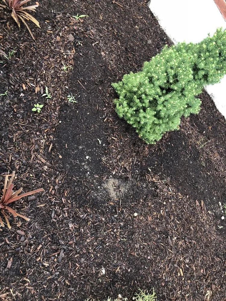 Expert lawn care service for residential properties in Walpole, MA by DT Landscape