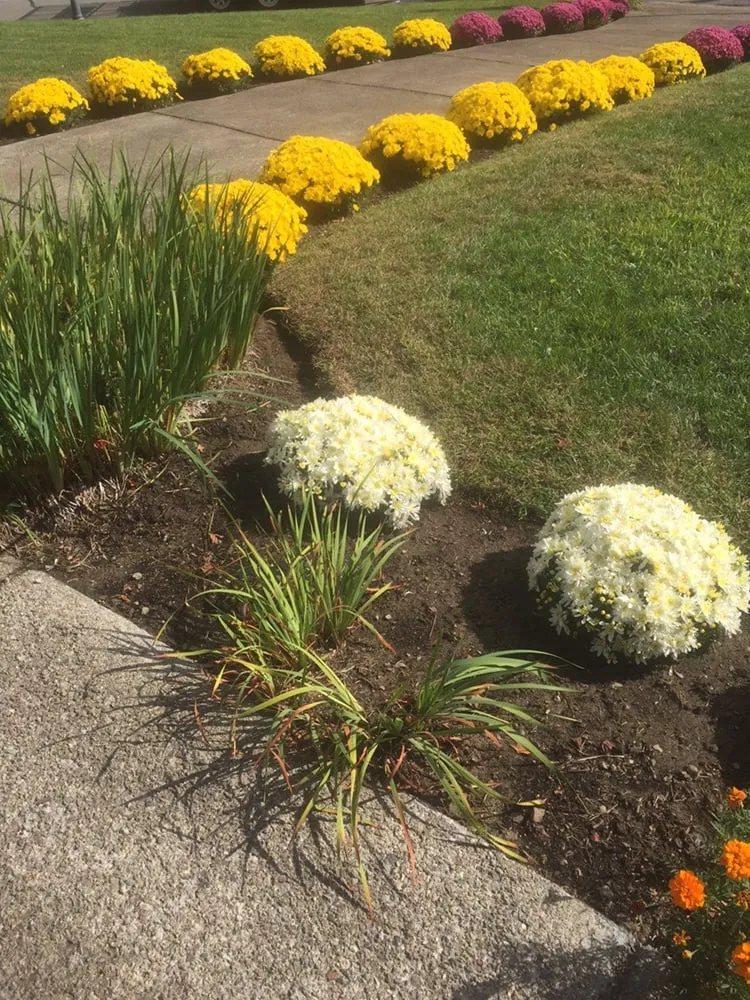 Professional landscaping services experts serving Walpole, MA - DT Landscape