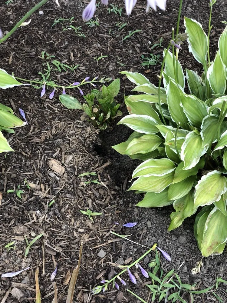 Trusted lawn mowing service experts serving Walpole, MA - DT Landscape