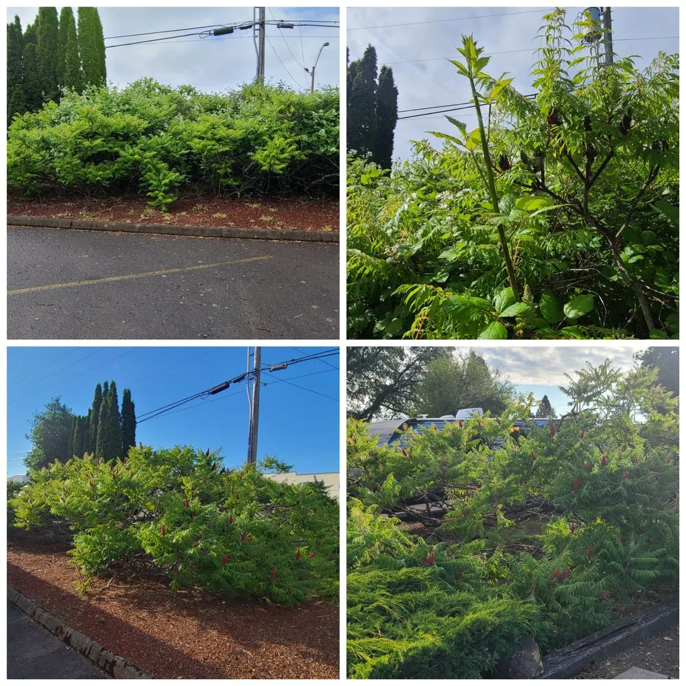 Expert garden landscaping for beautiful yards in Eugene, OR by DT Lawn Care