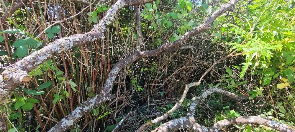 Professional residential landscaping for residential properties across Eugene, OR - DT Lawn Care