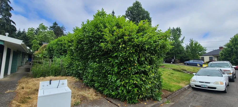 Local outdoor landscaping for outdoor upgrades in Eugene, OR by DT Lawn Care