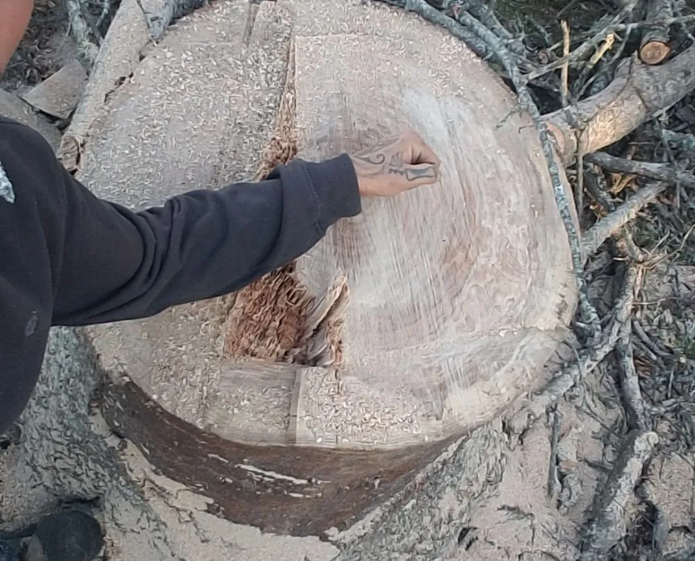 Top-rated landscaping services in Columbia, TN - DTC Tree Service