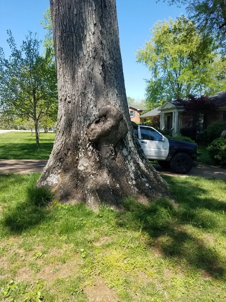 Local yard cleanup service experts serving Columbia, TN - DTC Tree Service