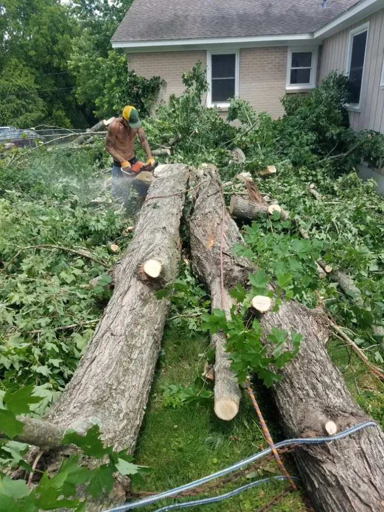 Reliable yard cleanup service in Columbia, TN - DTC Tree Service