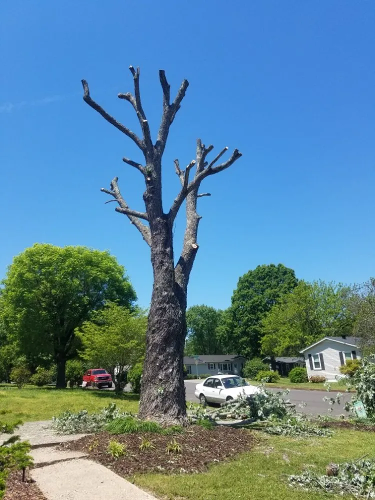 Trusted residential landscaping in Columbia, TN by DTC Tree Service