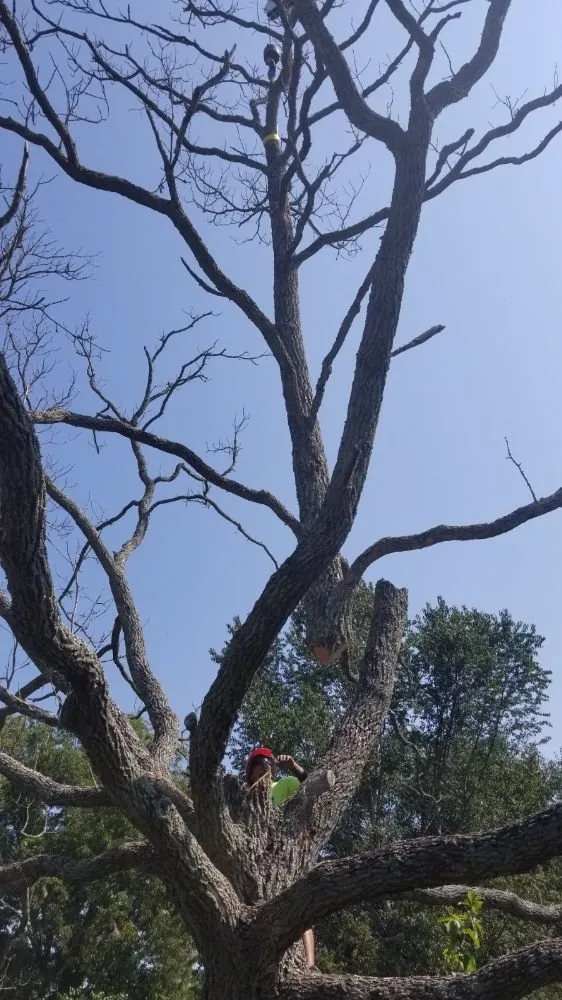 Custom landscape installation experts serving Columbia, TN - DTC Tree Service