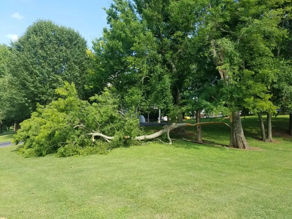 Trusted residential landscaping for beautiful yards in Columbia, TN by DTC Tree Service