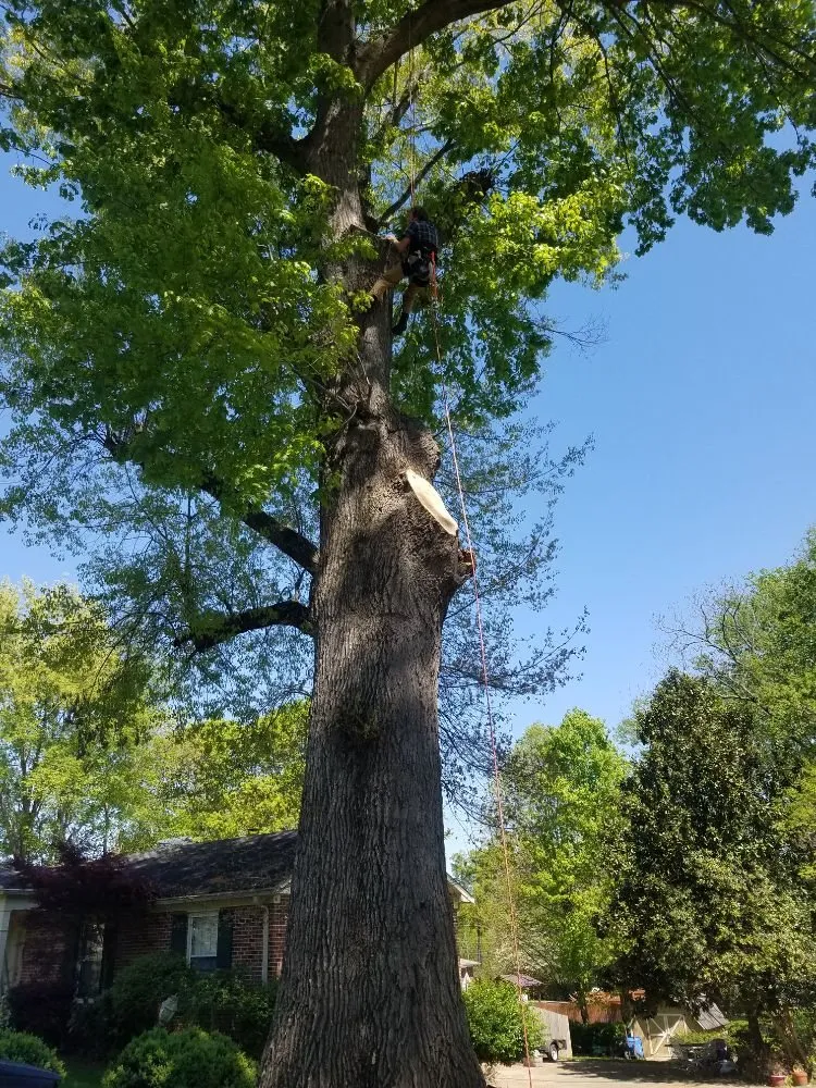 Reliable lawn care service experts serving Columbia, TN - DTC Tree Service